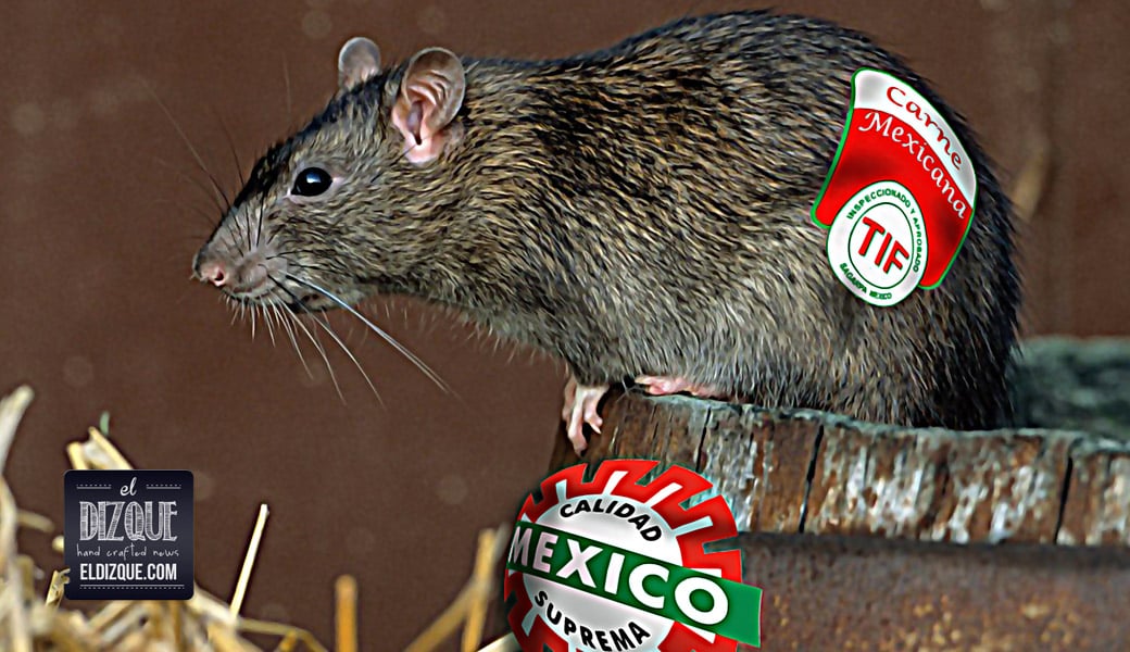 La Secretaría de Salud aprobó el consumo de carne de rata para la población mexicana 1 La Secretaría de Salud aprobó el consumo de carne de rata para la población mexicana 1