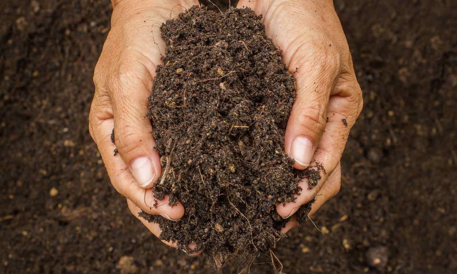 Los veganos dan el siguiente paso: Comida a base de tierra 2 Los veganos, siempre un paso adelante