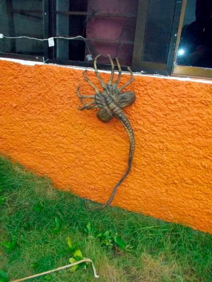 ALERTA El temible coyol con pelo se multiplica debido a las lluvias